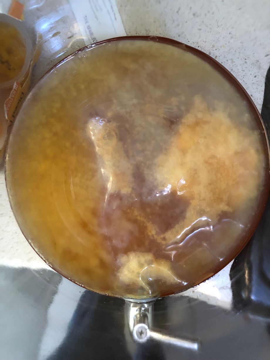 Top-down view of SCOBY Top-down view of SCOBY